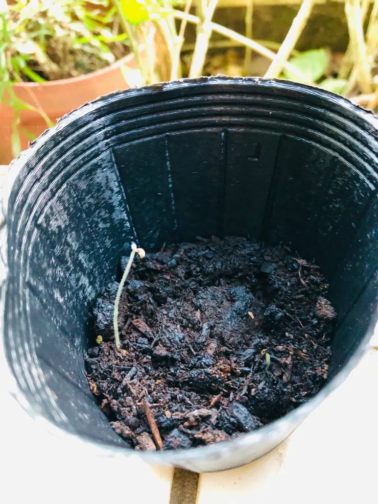 第二名~夏越二號矮種番茄