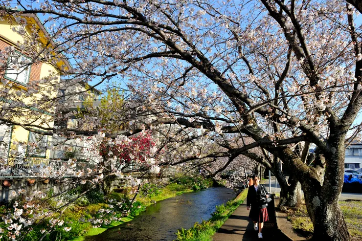 【櫻並木段，碰到第二個行人，是個女學生。】