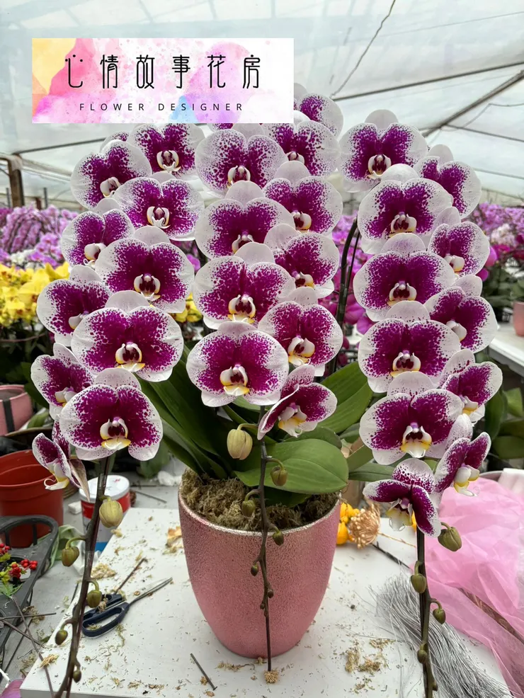 台南安南區在地花店推薦｜心情故事花房——用花訴說你說不出口的溫柔