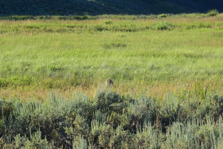 你有看到草地上哪裡好像有東西嗎?(就在畫面正中央)