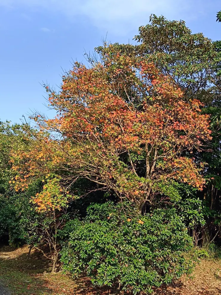 海拔2百多的青楓開始在轉紅了