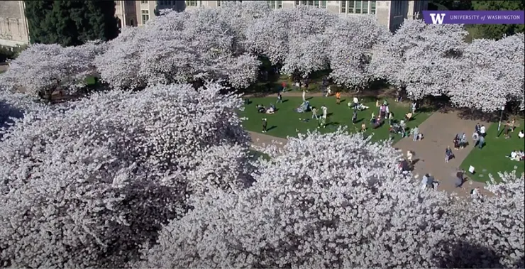 最新華盛頓大學櫻花現況。