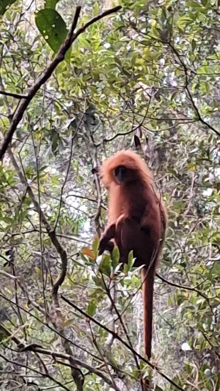 隊友拍到的特有種紅毛猩猩