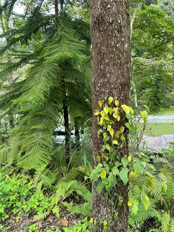 充滿植物的地方也是療癒到我身心靈；人生很難吶
