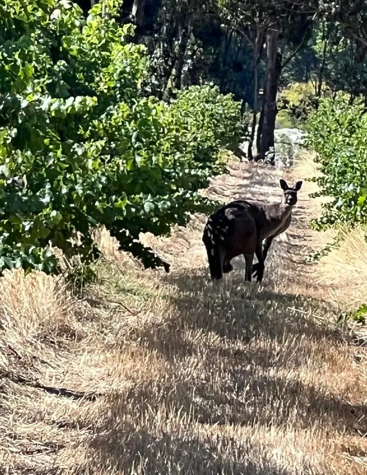樹叢間,巧遇袋鼠