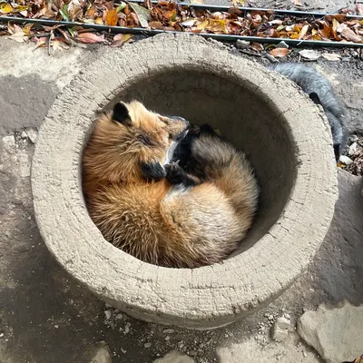 2023日本東北｜冬季六日自駕行前規劃