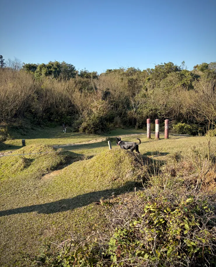 右前方草地上有避牛樁