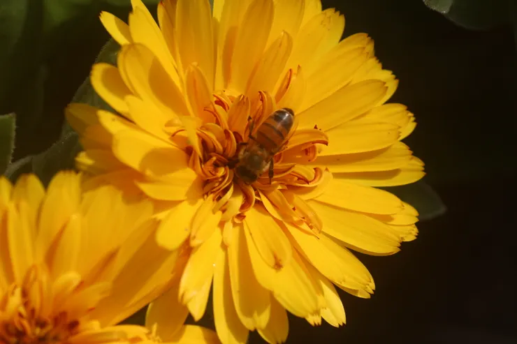 金盞花花語：離別、悲歡