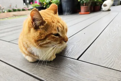 方格子的卡頓狀況...