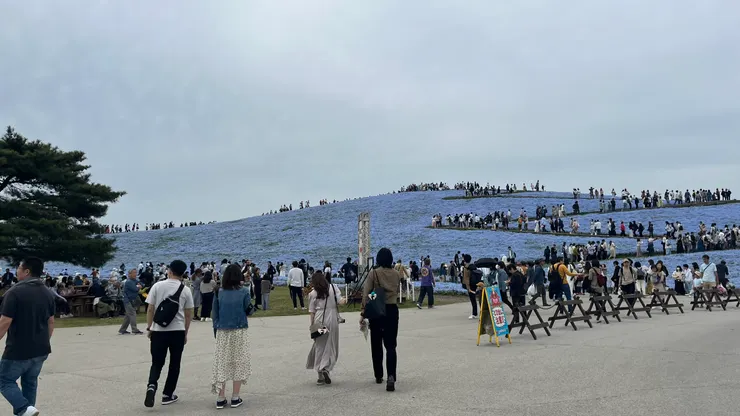 花海夠大，不至於出現人比花多的狀況。