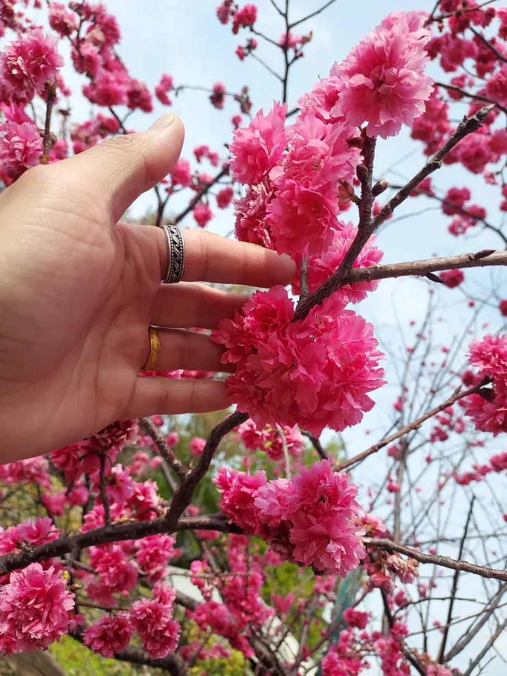 綻放前是如此掙扎吧？！