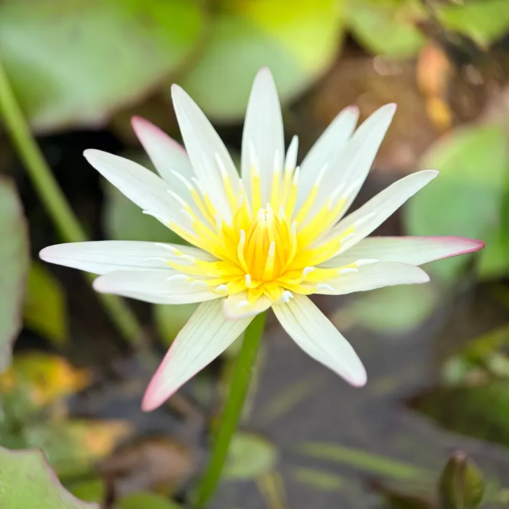 用APEXEL Xtreme拍蓮花