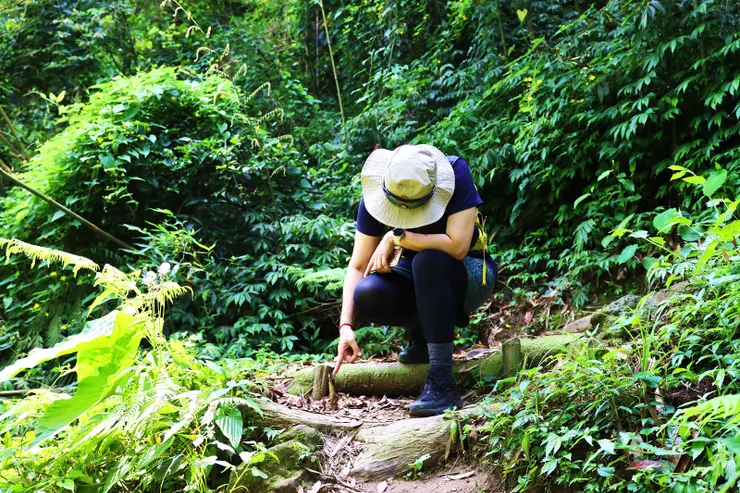 ▲短暫寒暄後，繼續由薑麻園方向下山。眼尖的隊友發現步道上冒出頭的竹筍，十分可愛。