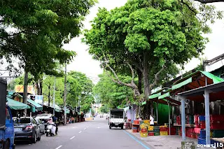 綠意盎然的新民街倉庫至今仍發揮倉儲功能