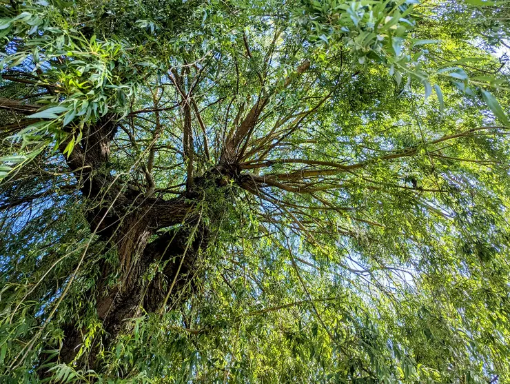 2025/06/21 夏至：住家巷口一戶人家後院，有參天柳樹一棵，每次外出散步必經過。節氣之始，以汝為證。