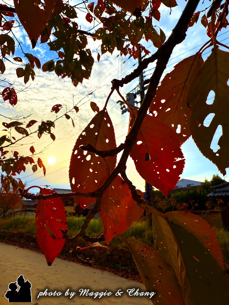夕陽灑在紅葉上,美得讓人忍不住停下腳步。