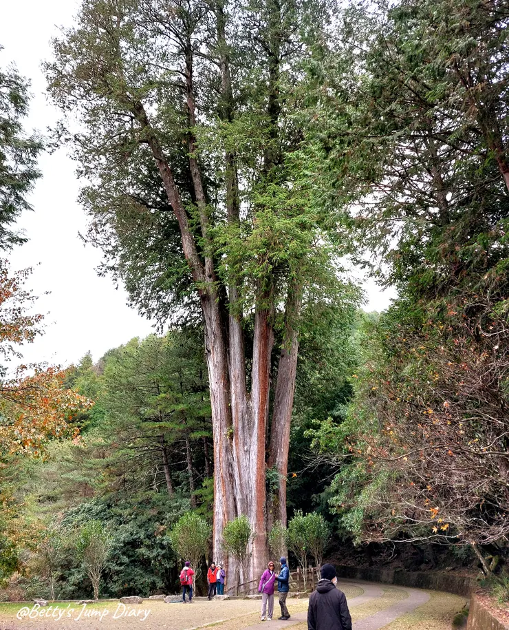 ▲台中「大雪山國家森林遊樂區」/圖片來源：Betty's Jump Diary