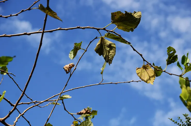 桑葉經霜後,要掉到僅剩下一成的才可採摘,稱為神仙葉。