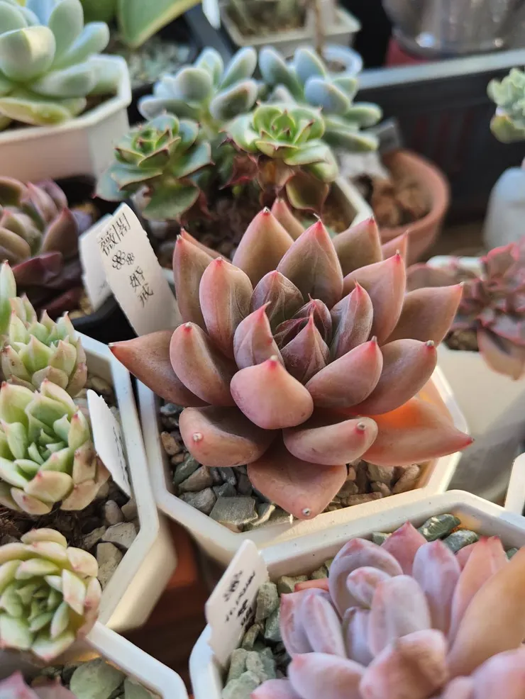 婚戒目前為我心中排行前10名的多肉