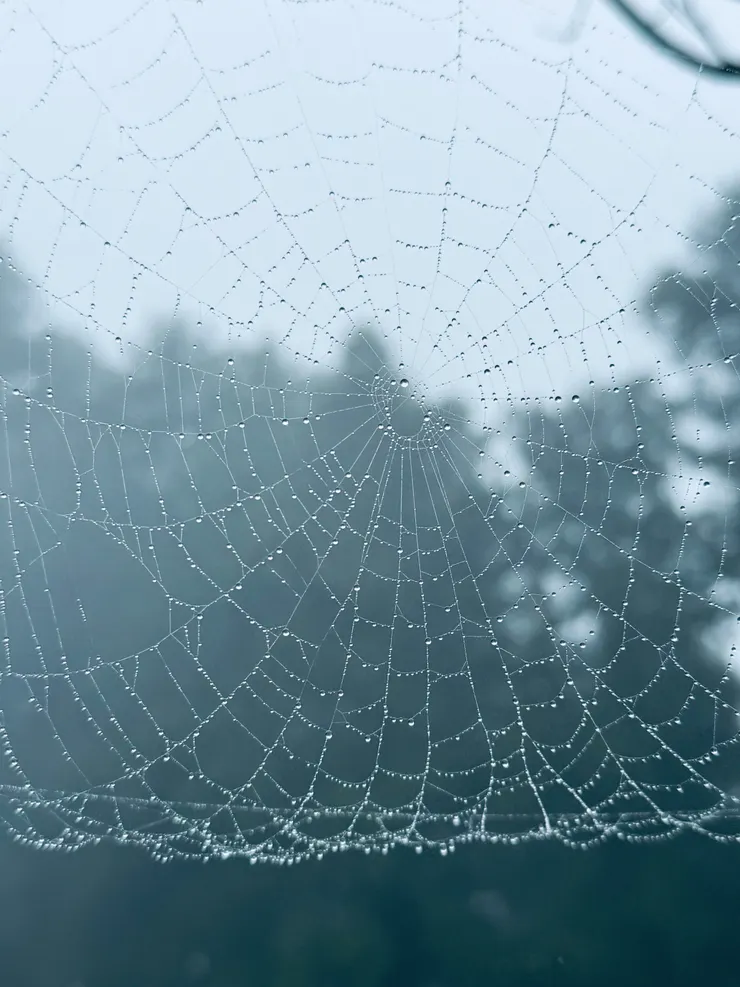 這一張水晶網做「水晶晚禮服」