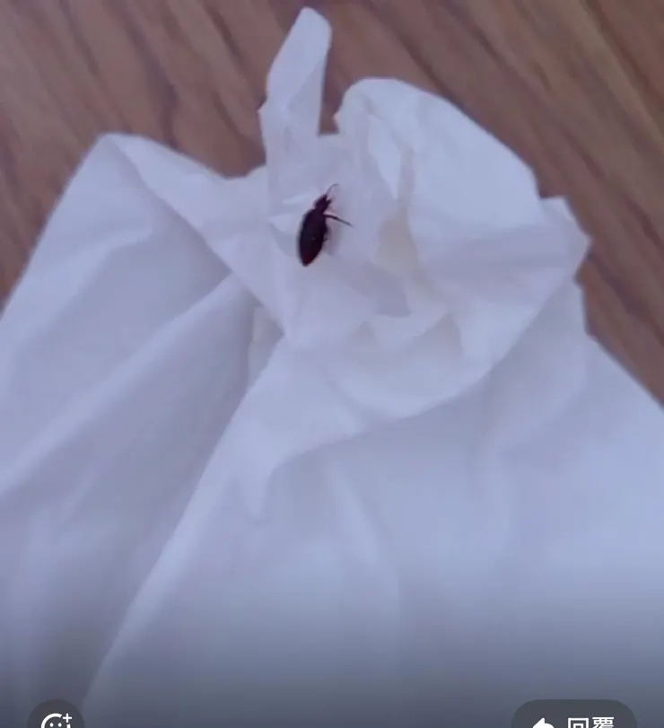 黑色床蝨蟲體清晰可見，藏於紙巾上