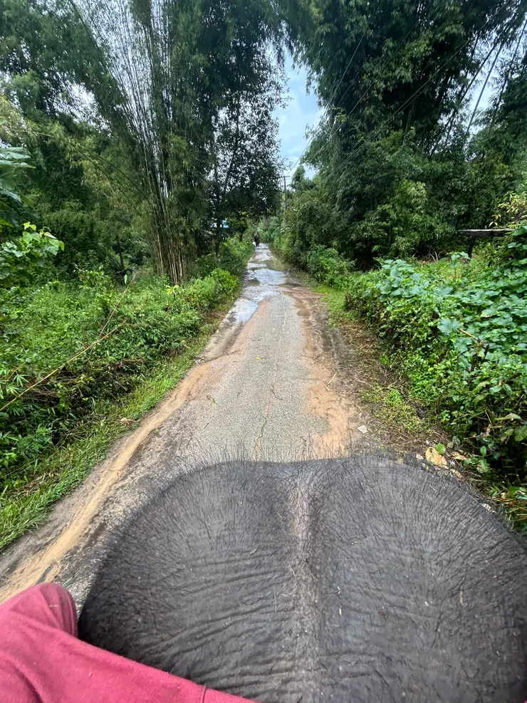 這不是大象的屁股