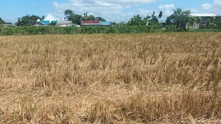 收割後的水稻田，收割機是用滾筒收割，所以留下草頭較高