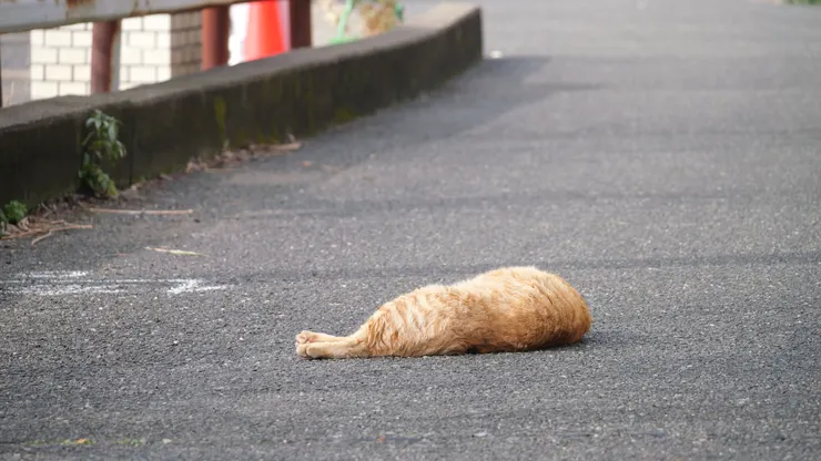 這邊的貓也許生活在很安全的環境，許多時候也會睡在路邊，有如“挂掉”一樣