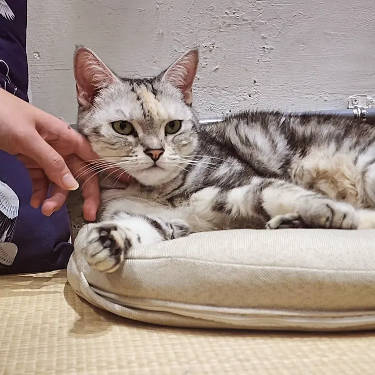 ▲唯一比較能認出的貓咪，好像是叫芋頭？