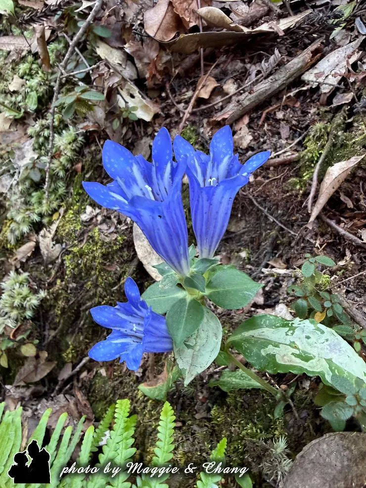 不知名的藍色小花