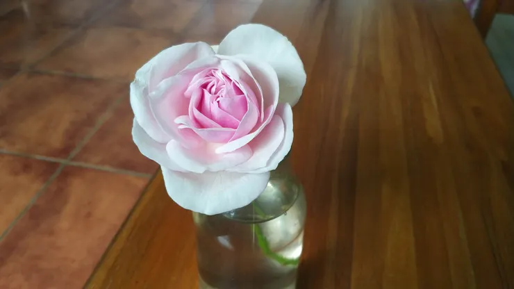 這朵「莫梅森的紀念品」玫瑰花是不是超美的！而且香味非常迷人，是我最喜愛的古典大馬士革香