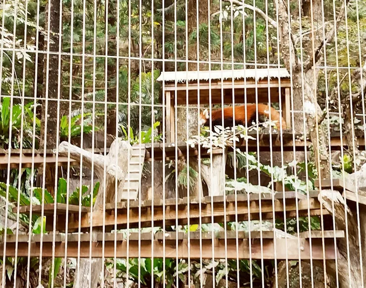 小貓熊 --- 小貓熊澎澎的尾巴超~~可愛❤️ 還一直晃來晃去~~