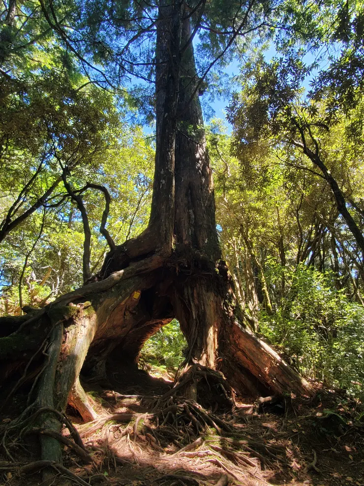 通往魔法森林的結界