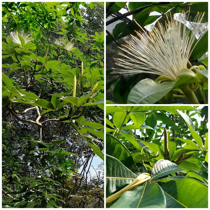 山林裡的馬拉巴栗，與平地的「發財樹」盆栽截然不同。右上為它「纖細如絲卻光芒四射」的花，右下筆直矗立的是它的花苞。