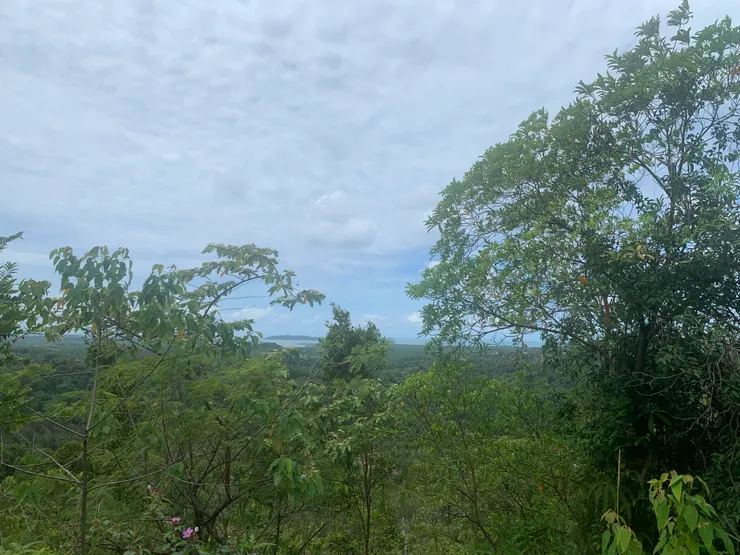 在山上遠眺，東南亞的原始叢林。
