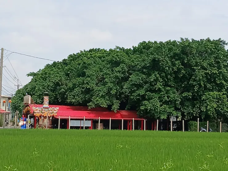 福德祠三百年大榕樹(圖片截圖於網路)