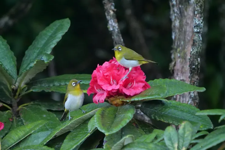 Sri Lanka white-eye 斯里蘭卡獨有種