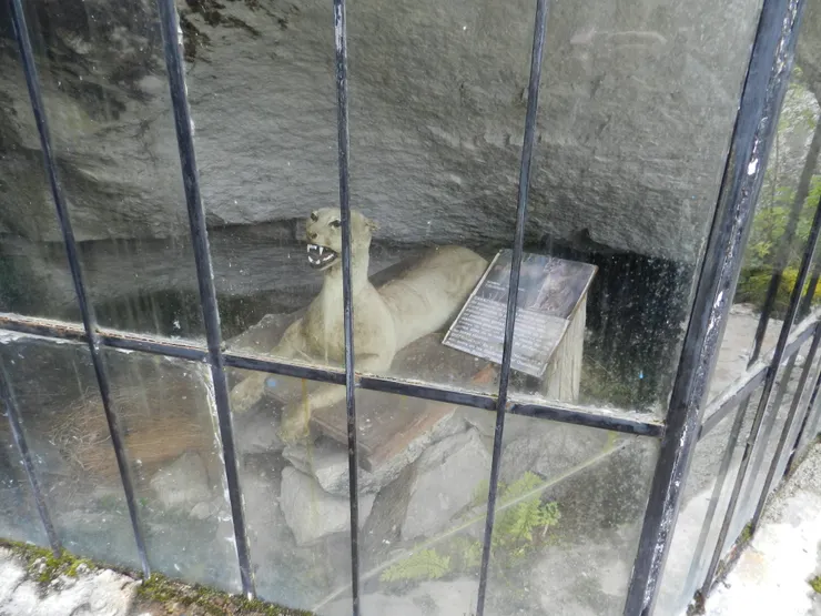 國家公園露天展是的美洲獅標本