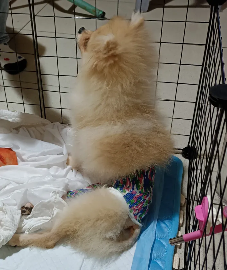 受傷時期，不是包尿布哦😆