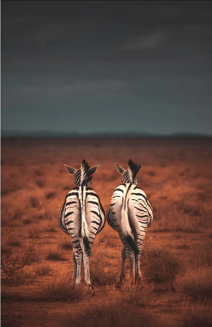 Geranimo on Unsplash