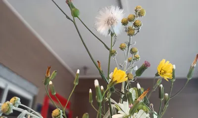 純魚的腦亂流輸出