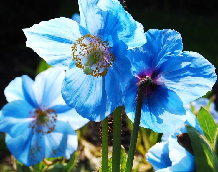 綠絨蒿(Meconopsis)
