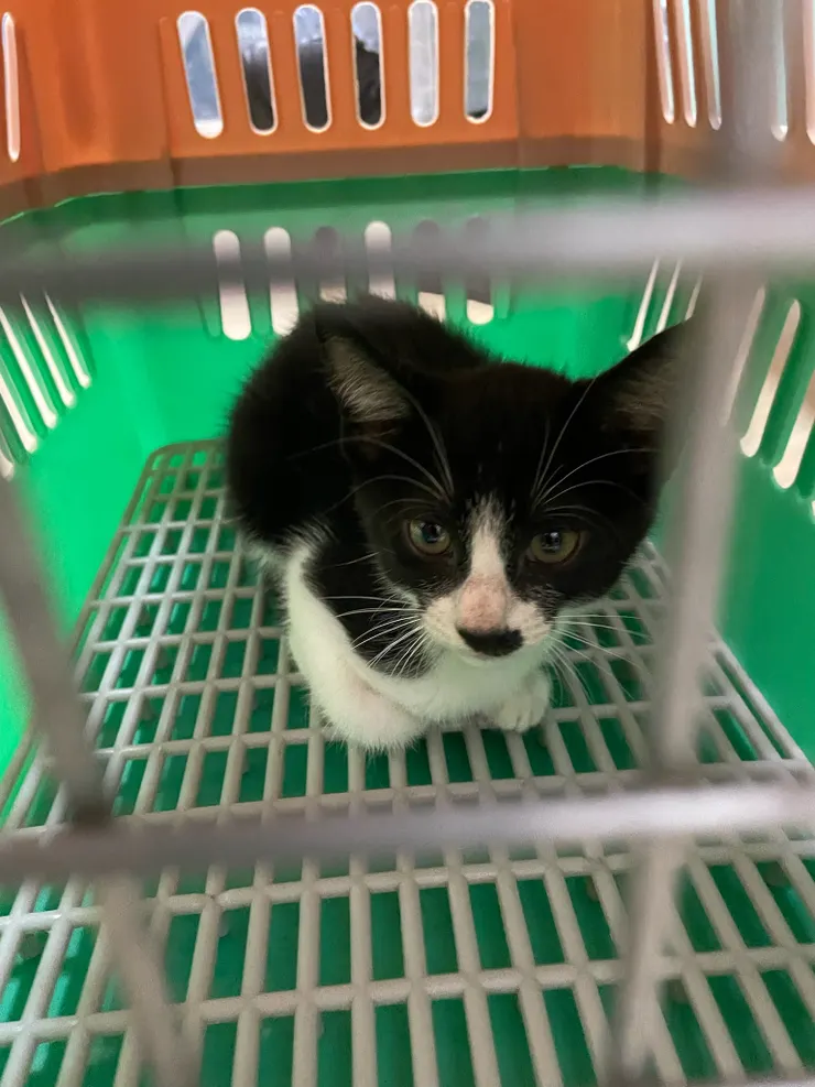 待在外出籠裝乖的樣子