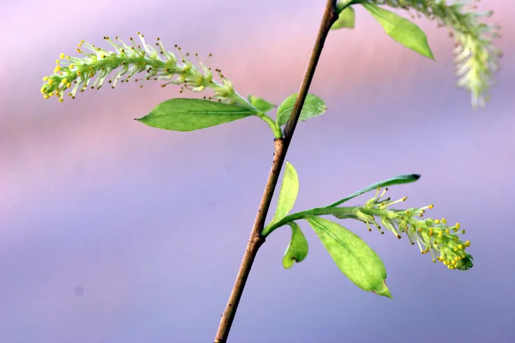 垂柳雄花。圖 / 佛光山佛陀紀念館、莊溪