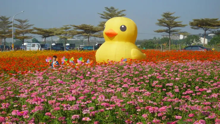 波斯菊花田，還擺了一隻最近風靡全台的黃色小鴨在花海中。