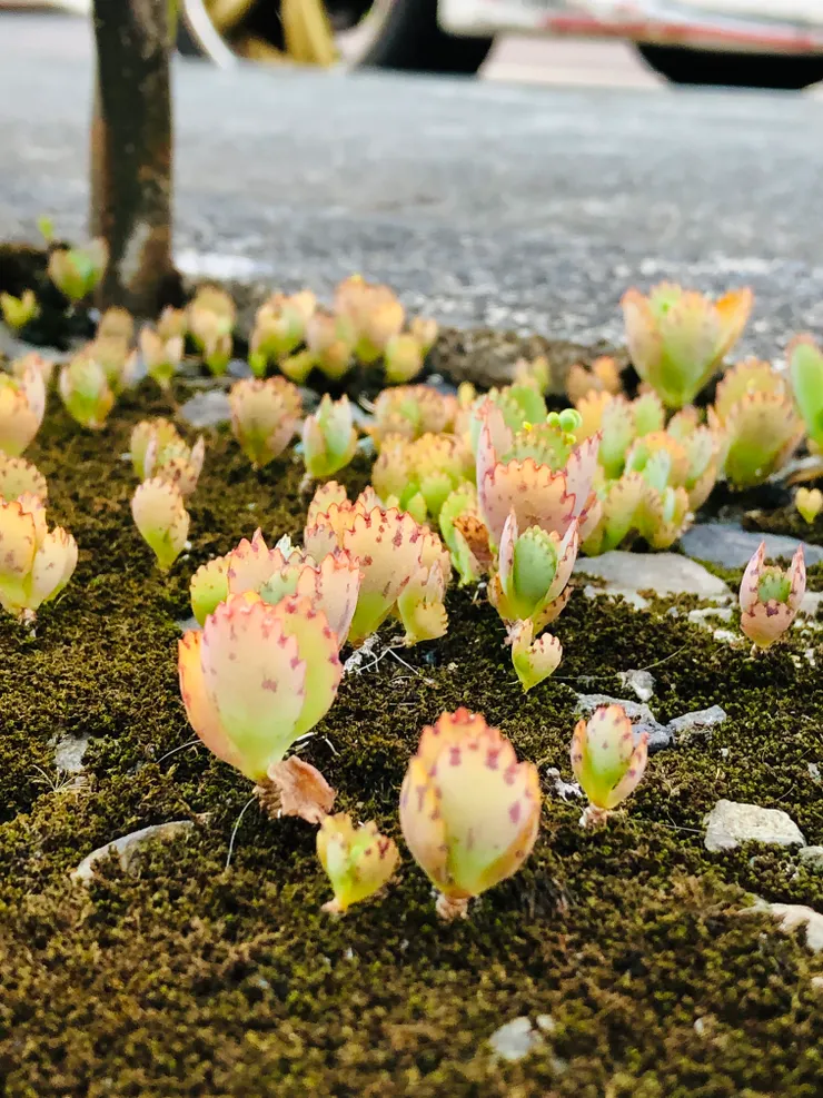 馬路旁的蕾絲姑娘(小時候)呈現橘紅色。