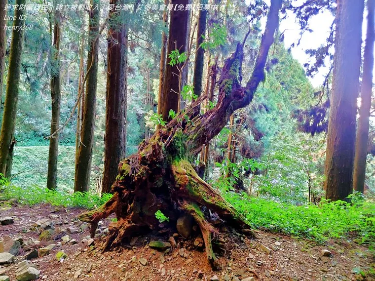 特富野古道 造型特殊的樹頭