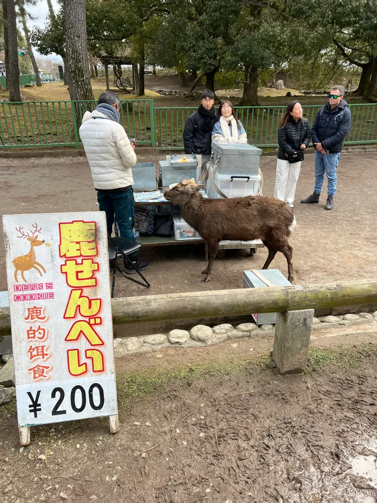 這隻鹿一直含情脈脈跟在販售鹿餅小販身邊，好像是他的寵物一樣，十分有趣 作者拍攝