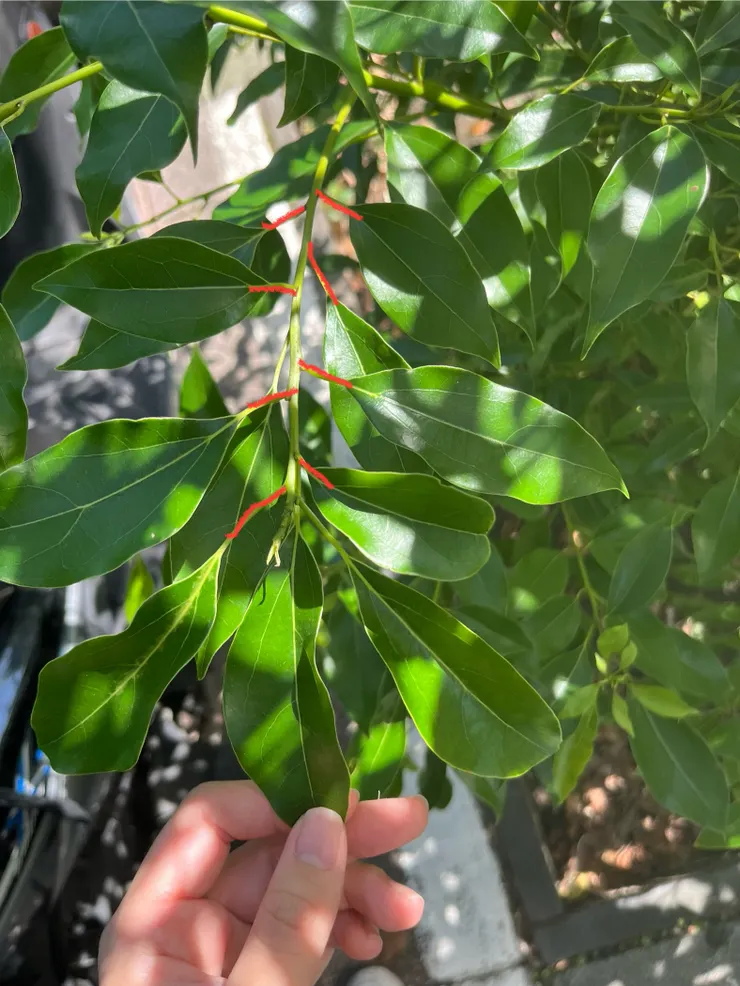 樟樹的葉子是互生