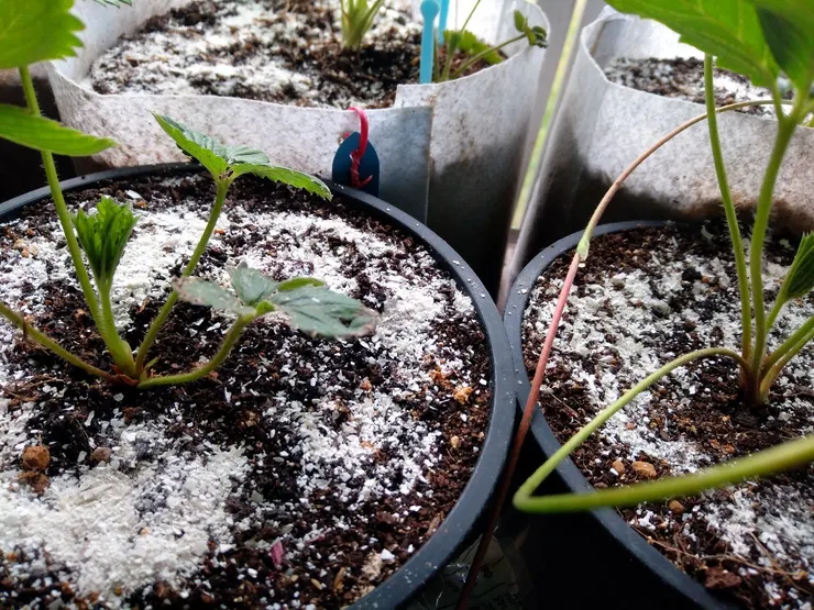 蛋殼磨成粉作有機肥料也可充當下雪景象